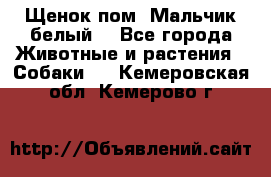 Щенок пом. Мальчик белый  - Все города Животные и растения » Собаки   . Кемеровская обл.,Кемерово г.